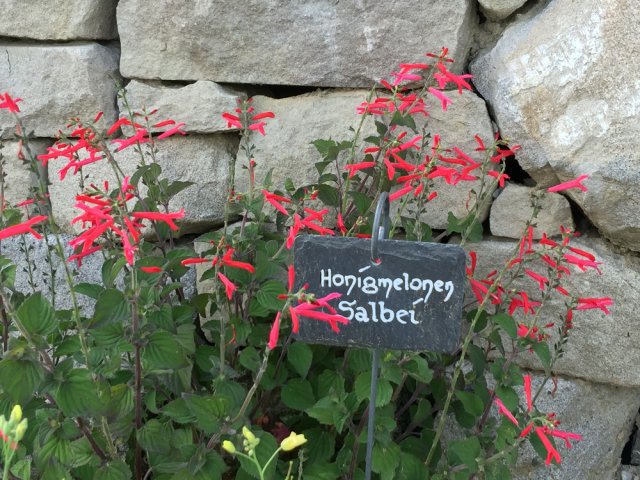 krutergarten juli 18